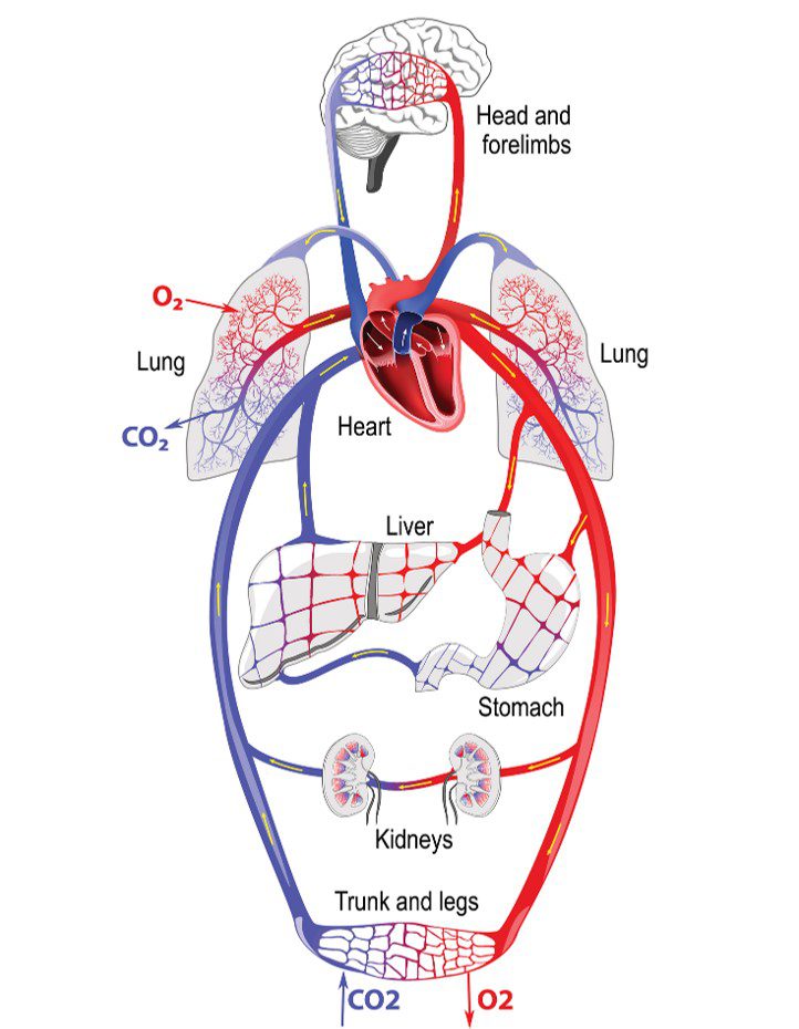 A diagram of the heart and its parts.